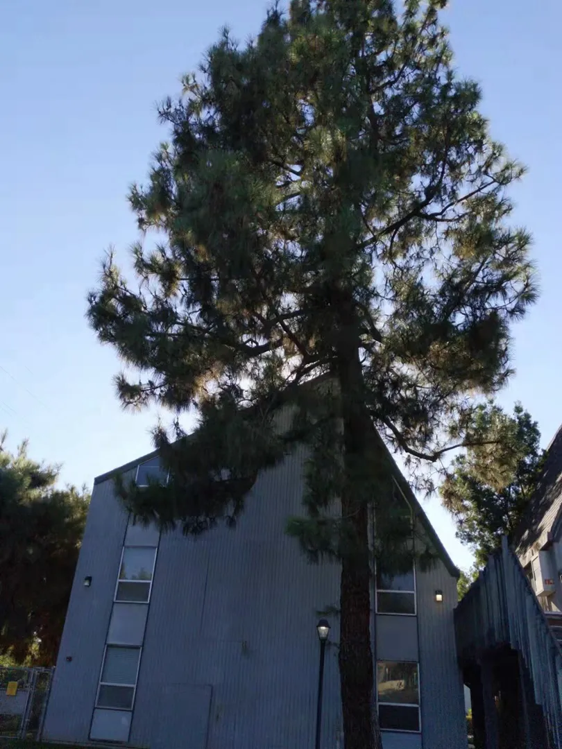 Pine in front of apartment